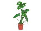 Monstera biljka u saksiji