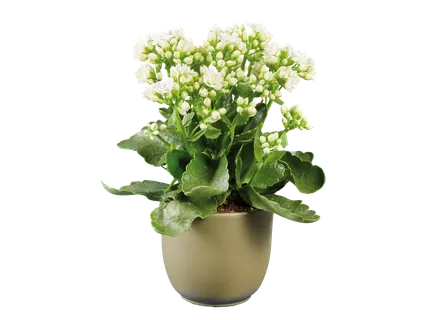 Kalanchoe