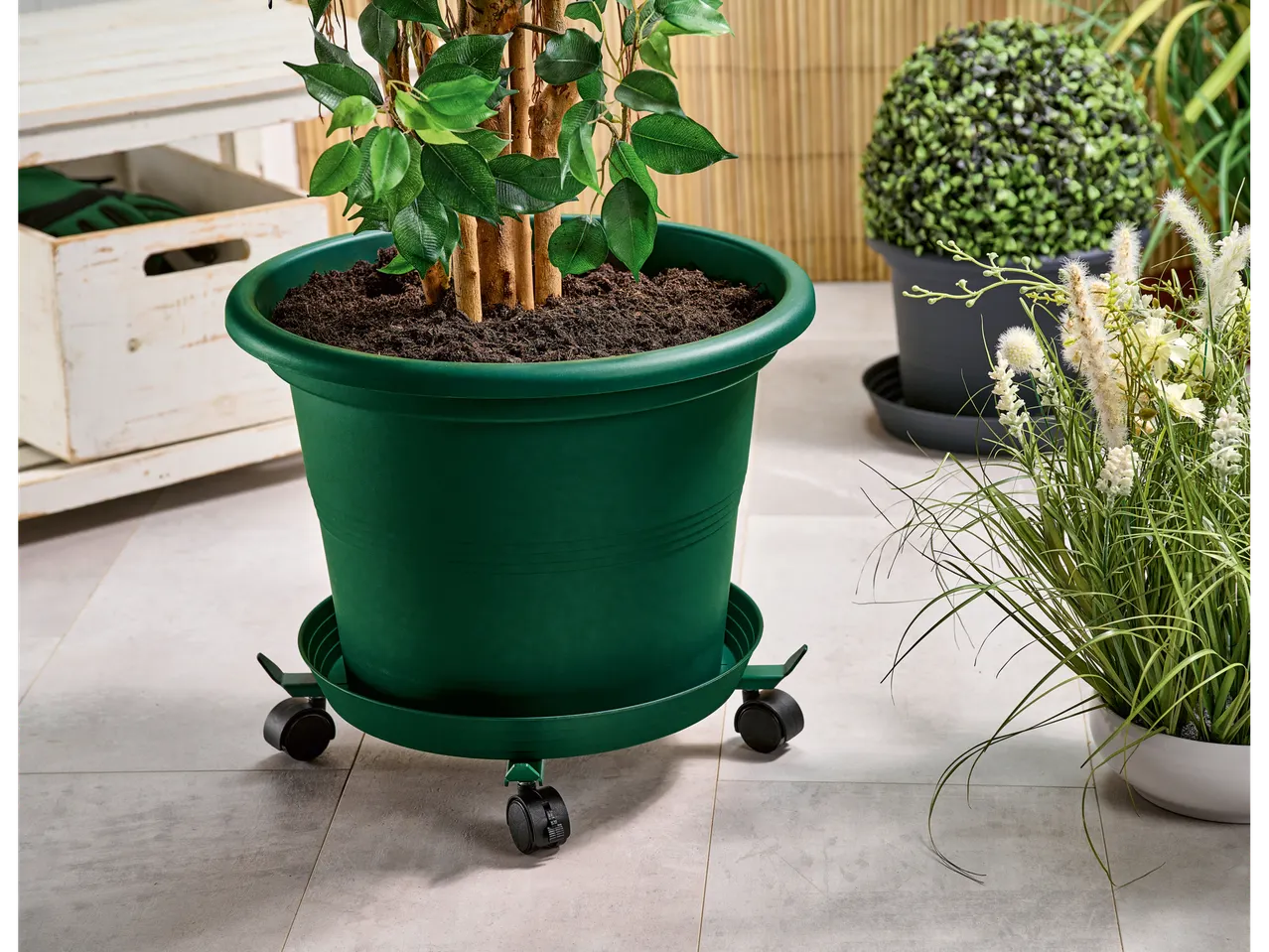 Plantă mare într-un ghiveci verde pe un suport cu roți, alături de alte plante.