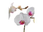 Orquídeas brancas com centro rosa intenso.