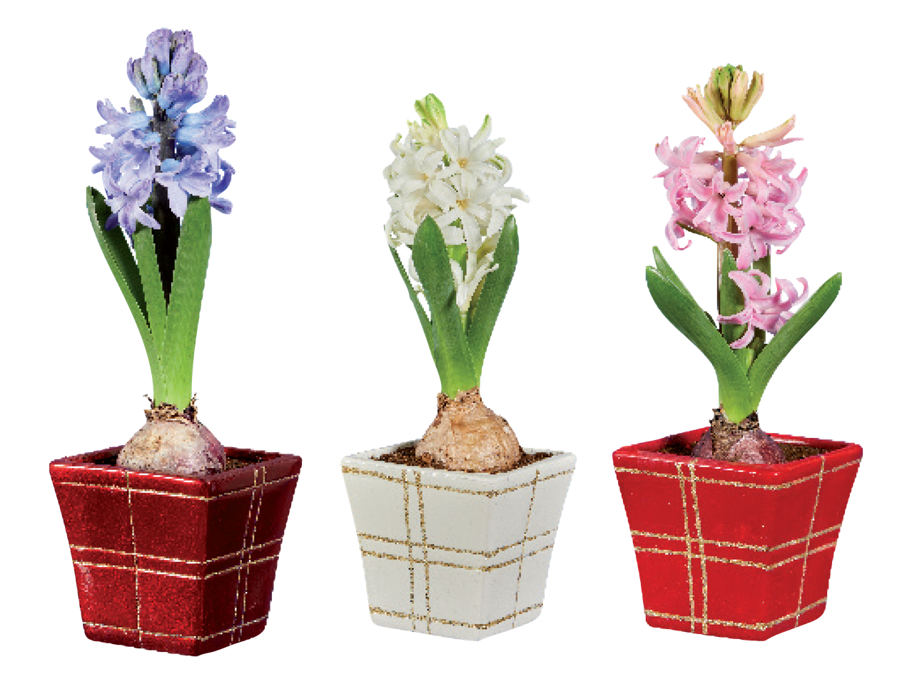 Kolm potis hüatsinti sinises, valges ja roosas värvitoonis, dekoratiivsetes ruudukujulistes pottides.