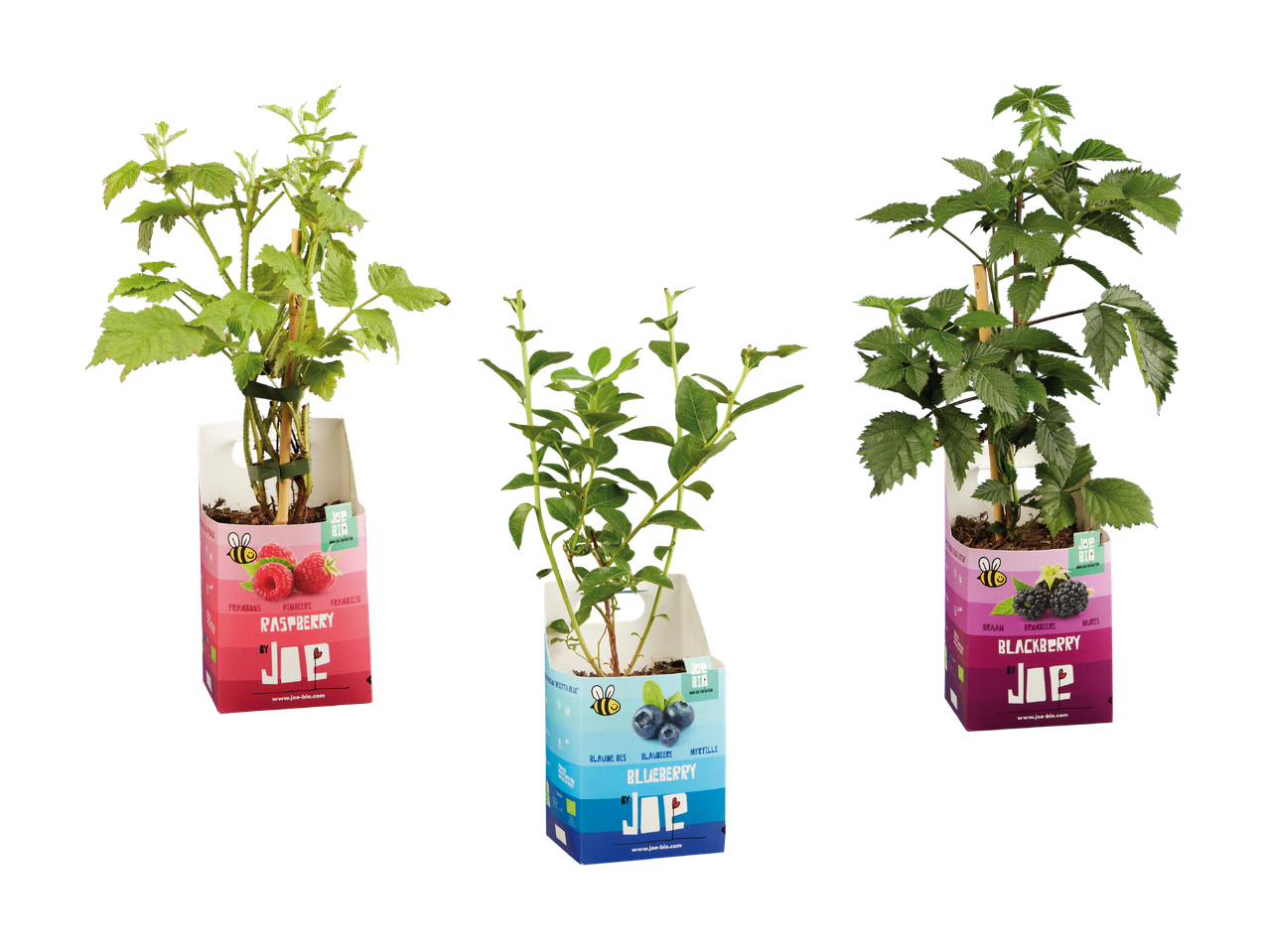 Tre piante di frutti di bosco in vaso: lampone, mirtillo e mora.