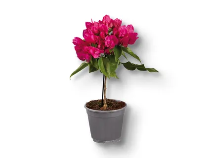 Bougainvillea Stamm