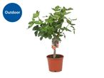 Outdoor fig tree in a brown pot with a label showing figs.