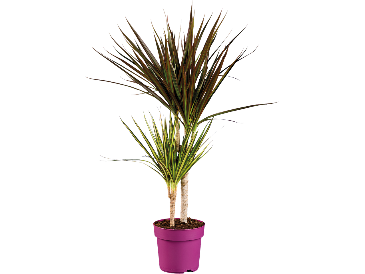 En dracena i en lila kruka.