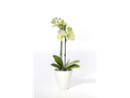 Orquídea branca num vaso branco sobre um fundo branco