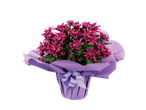 Crisântemos roxos em embalagem roxa.