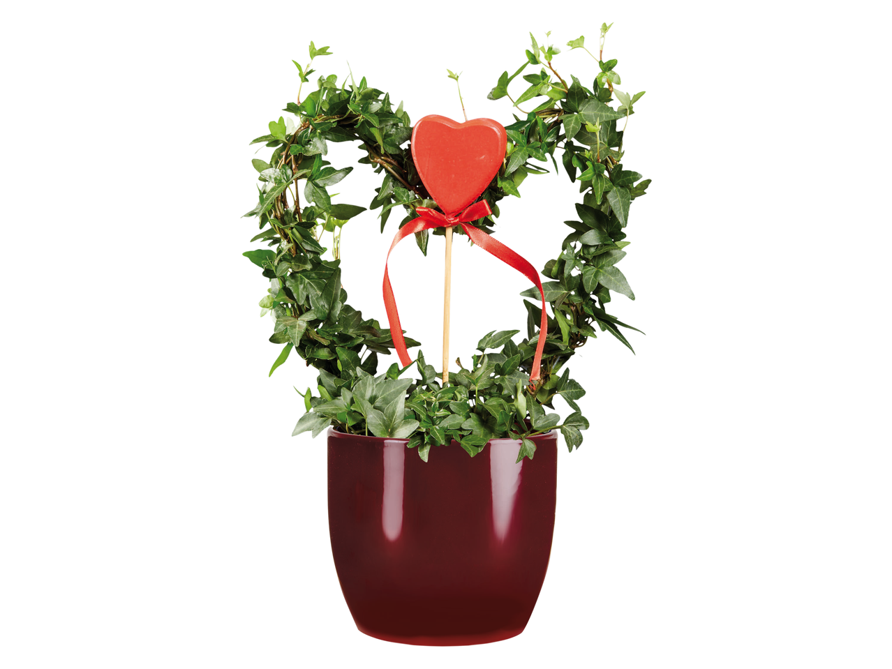 Anthurium, Rose o Edera