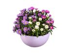 A lavender pot filled with purple, pink, and white aster flowers sits against a black background.