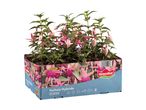 En kasse med seks fuchsia hybride udendørsplanter med lyserøde blomster.