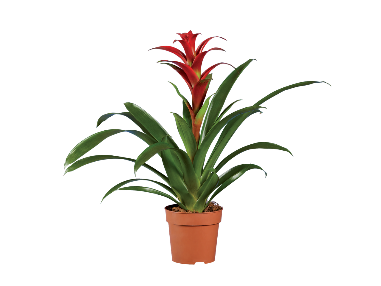 Planta de bromélia vermelha em vaso.