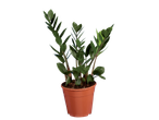 Zamioculcas plant in a terracotta pot.