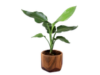 Planta de ave do paraíso em vaso de madeira.