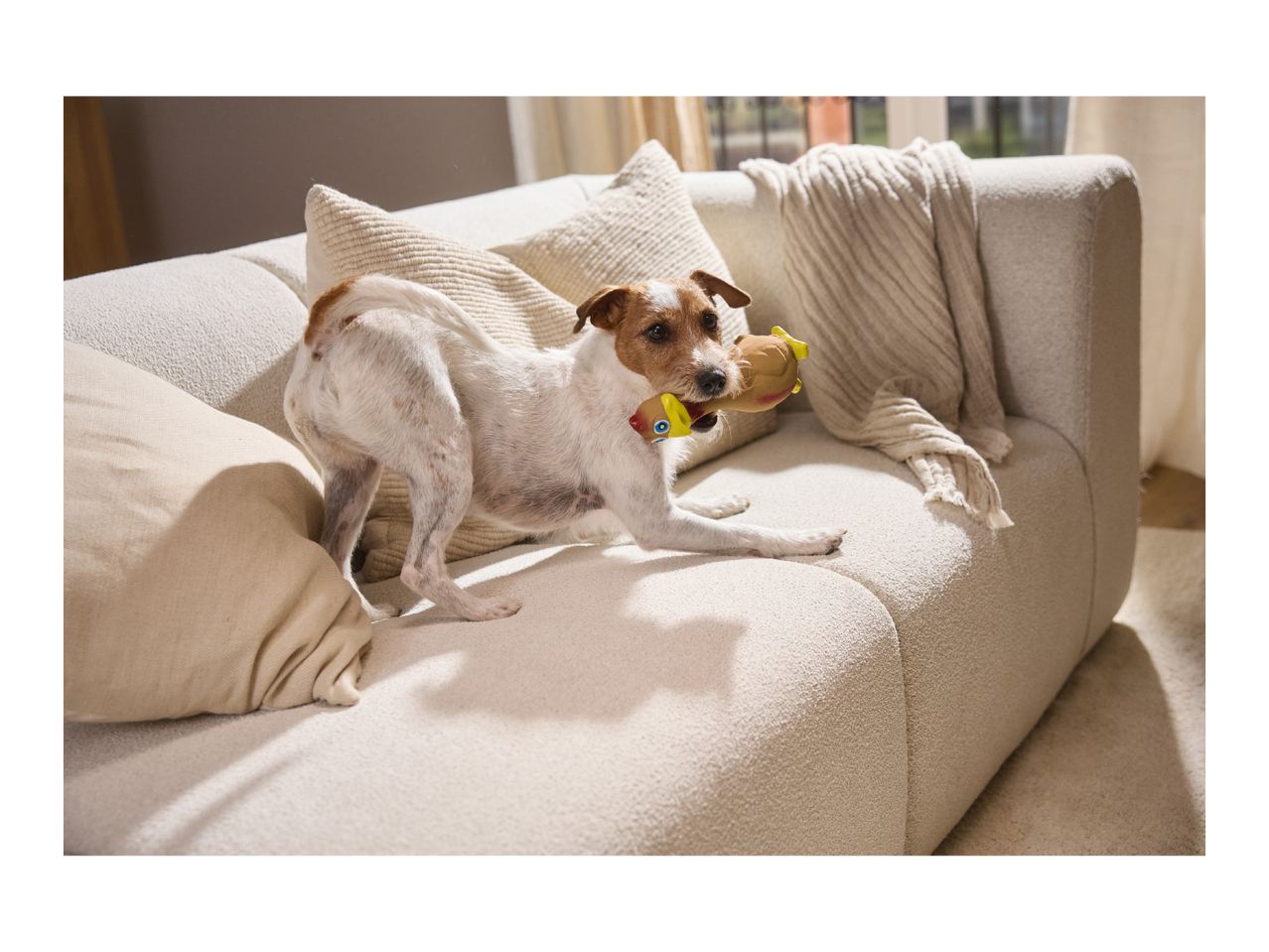 A small dog playing with a toy on a cozy beige sofa.