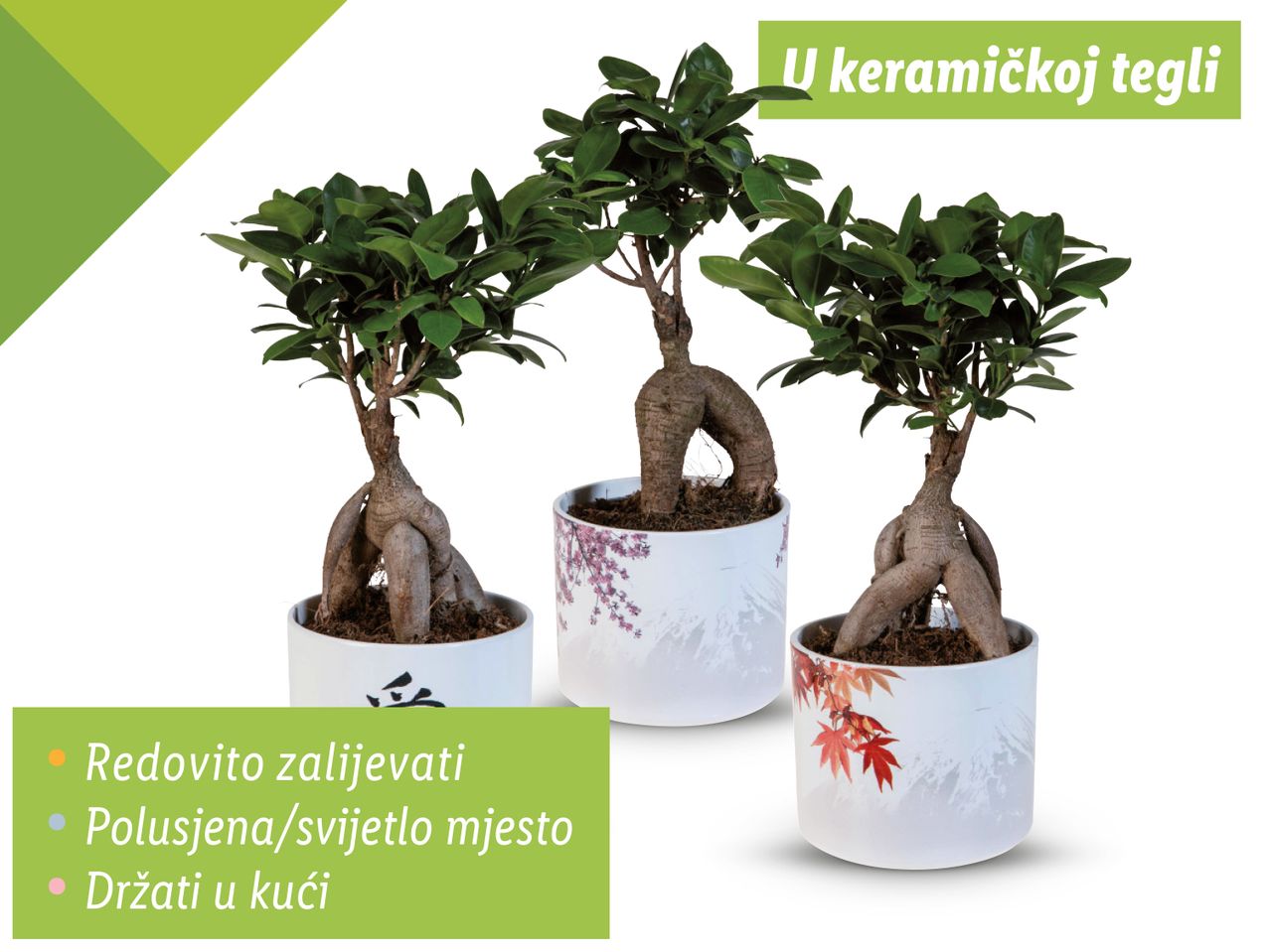 Tri bonsai drvca u keramičkim posudama s uputama za njegu.