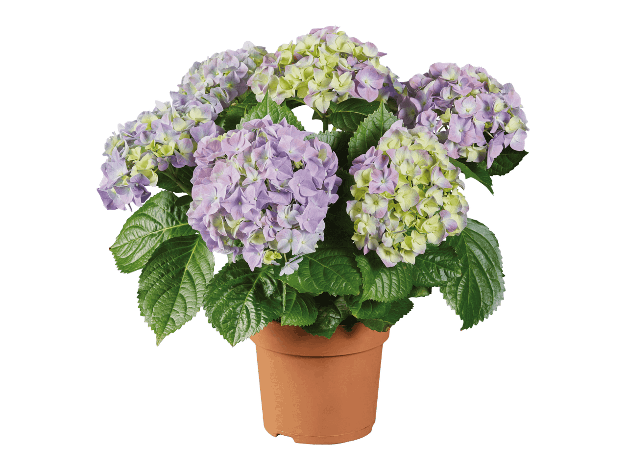 Kotimainen hortensia