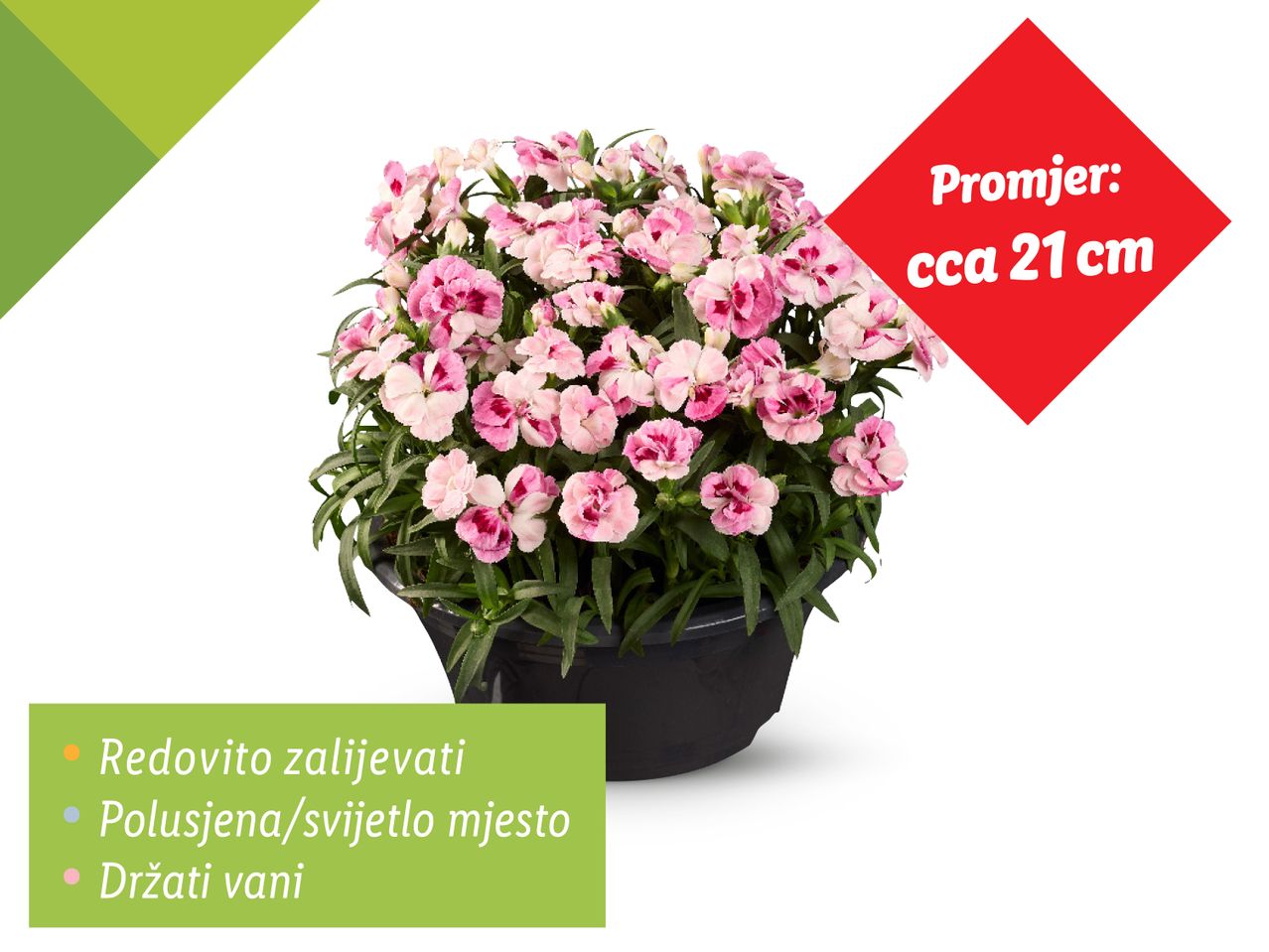 Ružičasta biljka Dianthus u crnom loncu, promjera oko 21 cm.