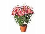 Lys roses et blancs en pot.