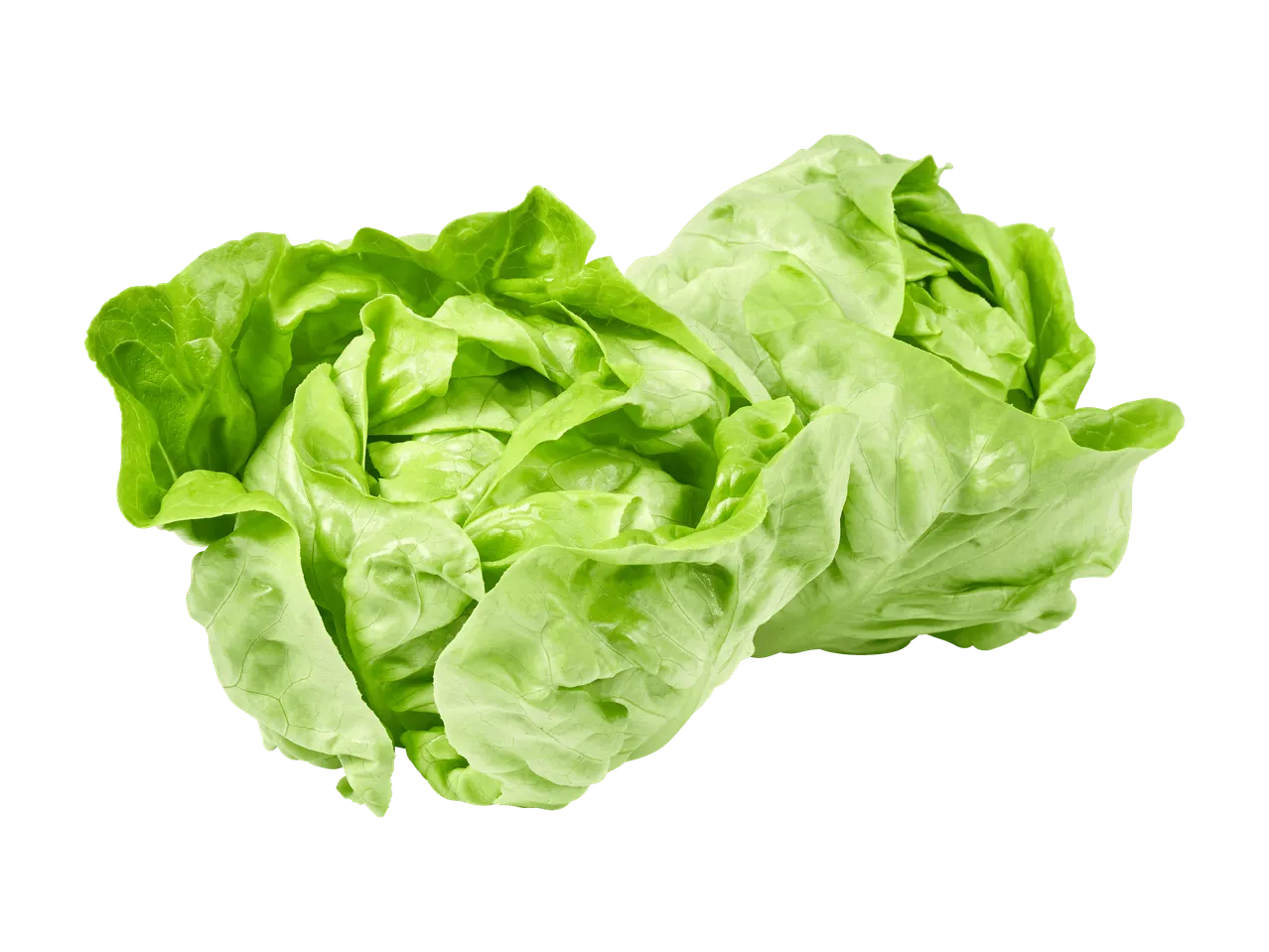 Una lattuga fresca e croccante su sfondo verde.