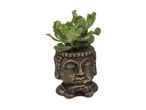 En sukkulent plante i en Buddha-formet potte.