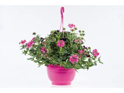 Hangplanten