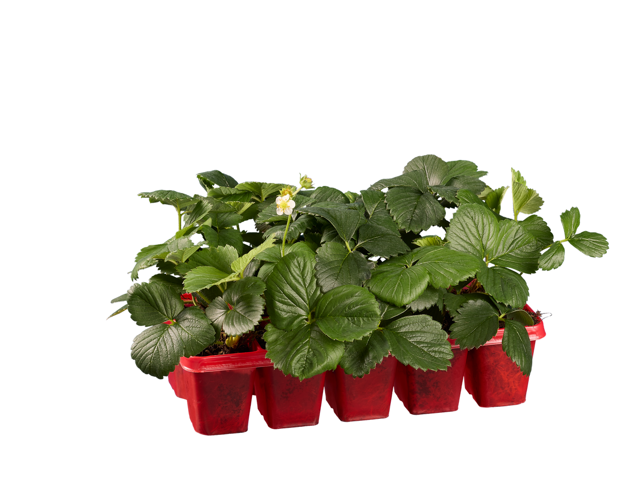 Aardbeiplanten in potten.