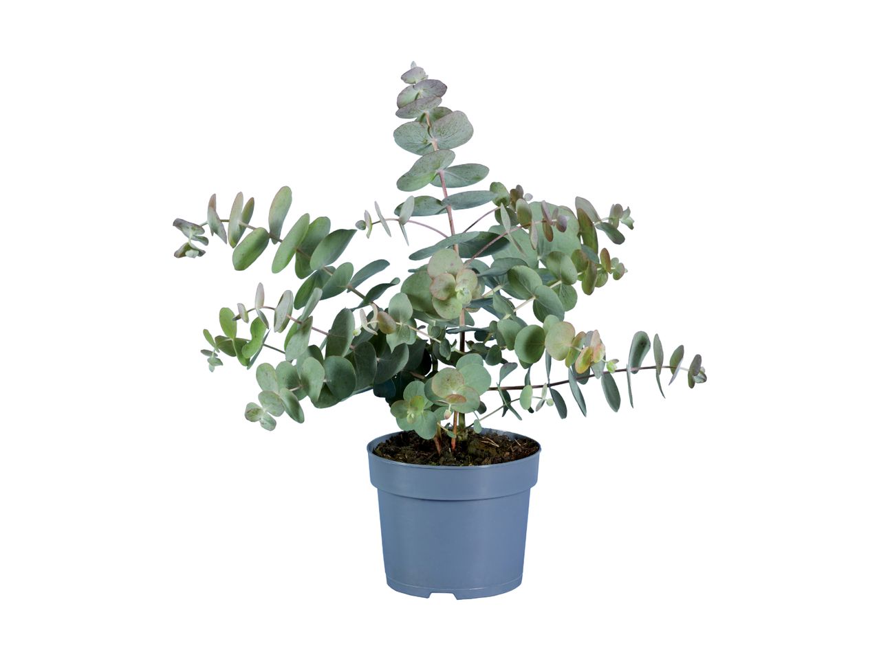 A potted eucalyptus plant with round, blue-green leaves.