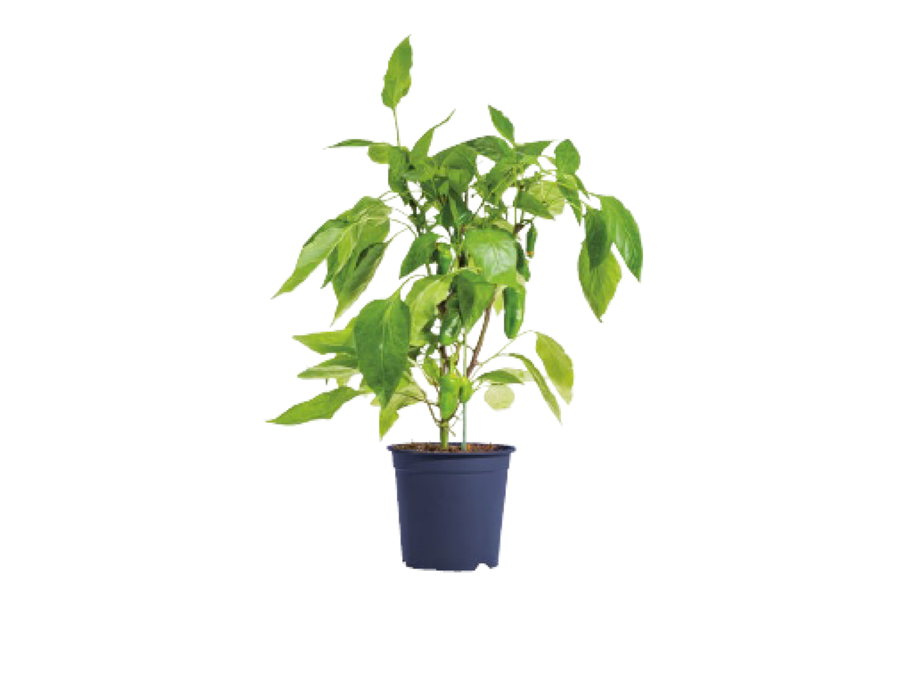Planta de pimentão verde em vaso escuro.