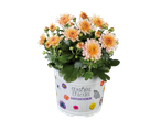 Chrysant 'Seasonal Colours' in decoratieve pot.