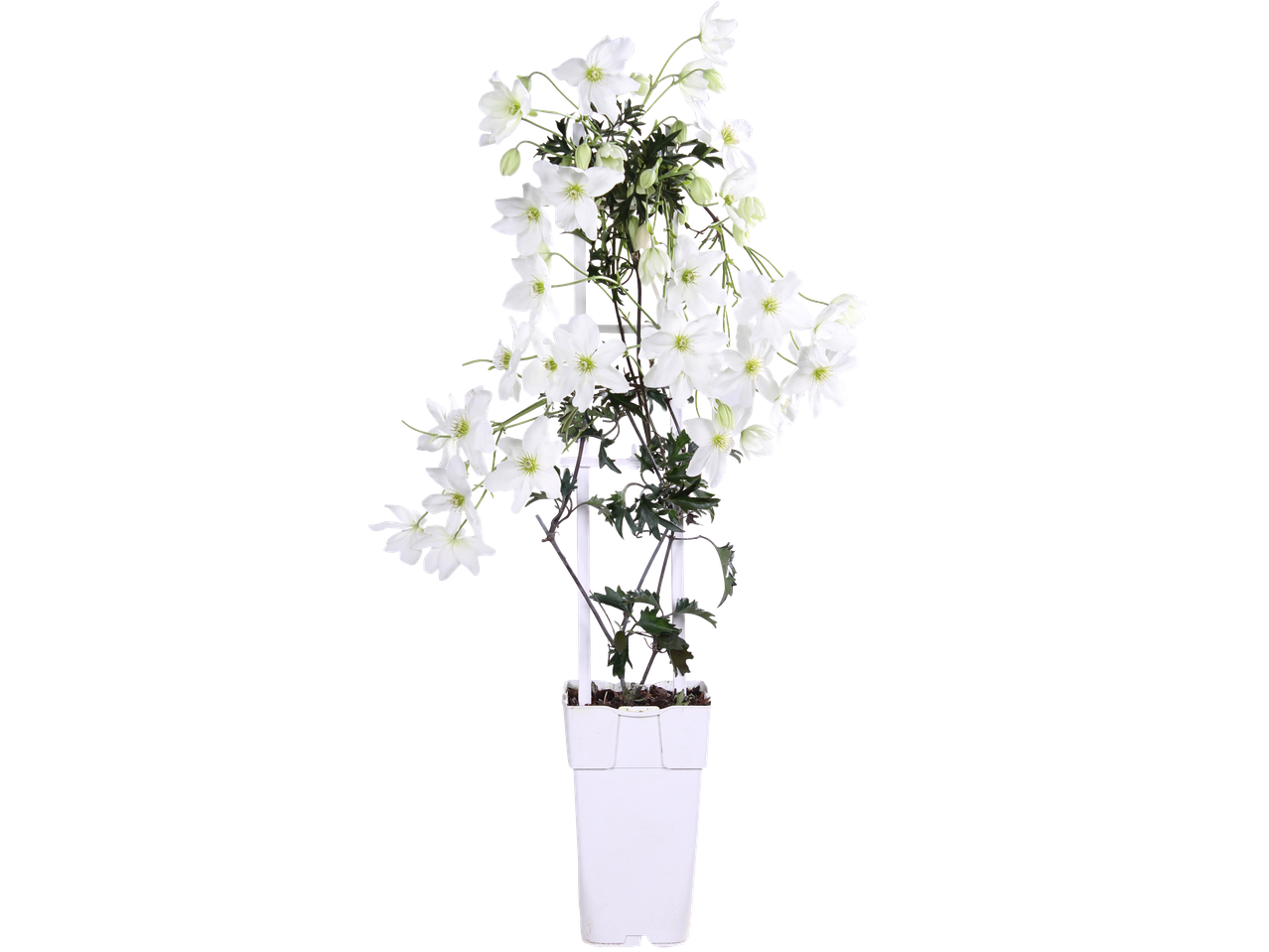 Klimplant met witte bloemen in een witte pot.