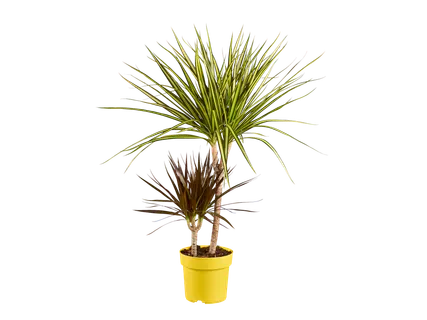 Dracena „Tutti Frutti“