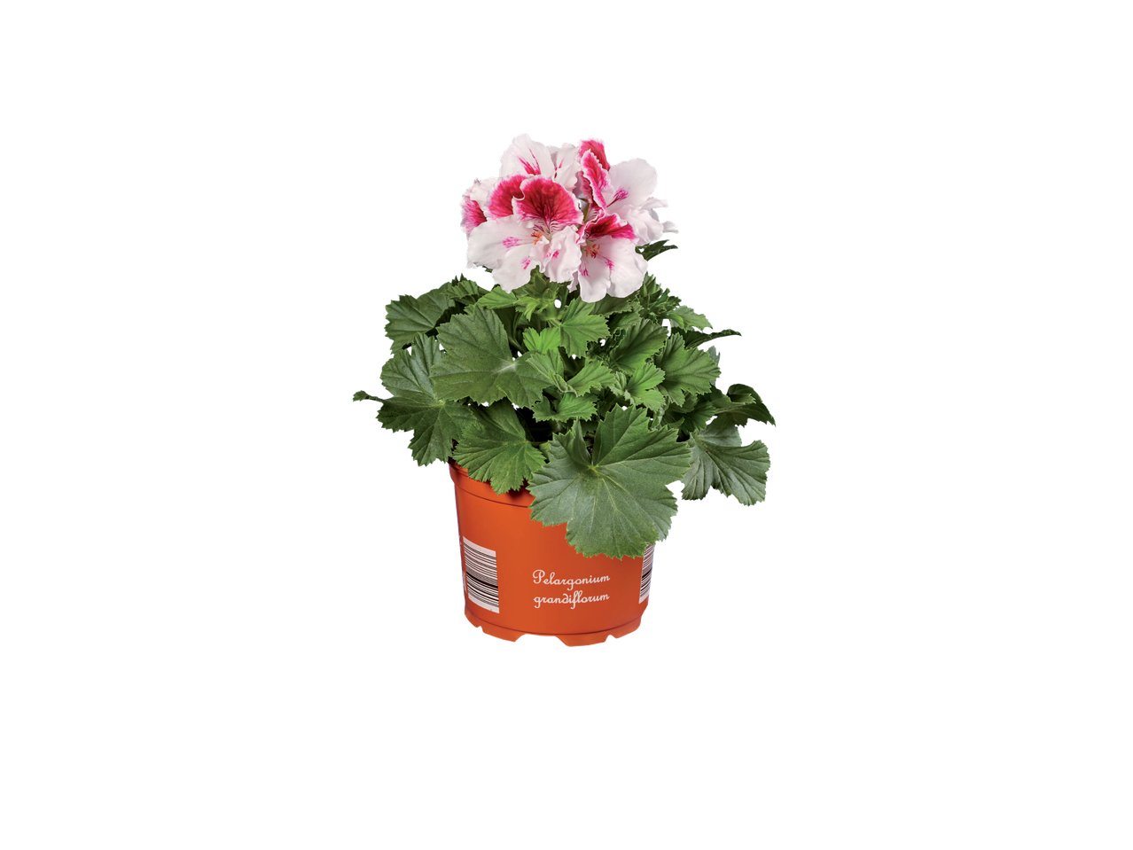 Pelargonium grandiflorum in een pot.