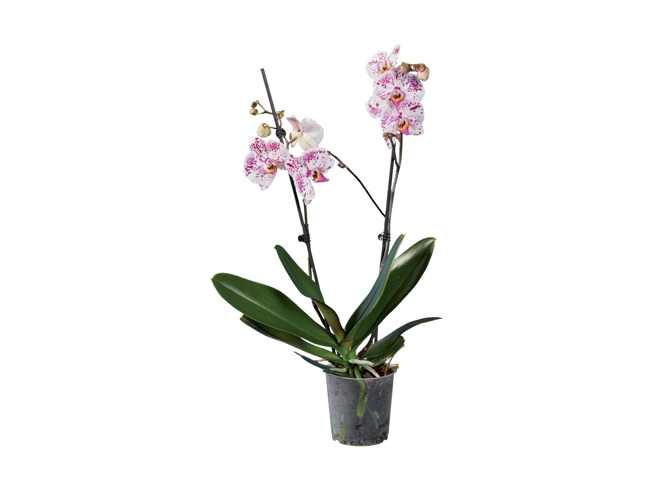 Potted Phalaenopsis orchids: white flowers with pink spots.