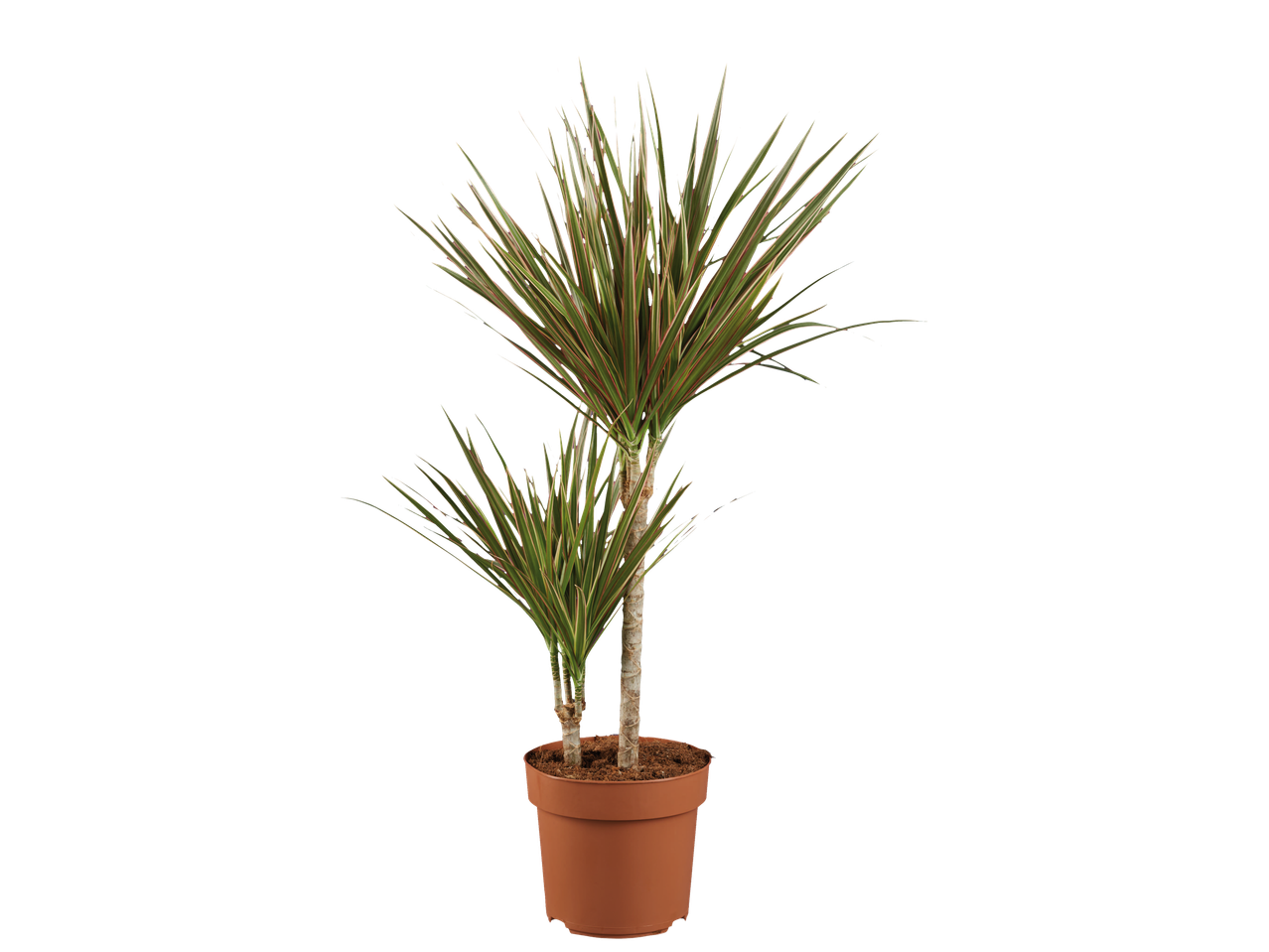 Драцена маргината у смеђој саксији.