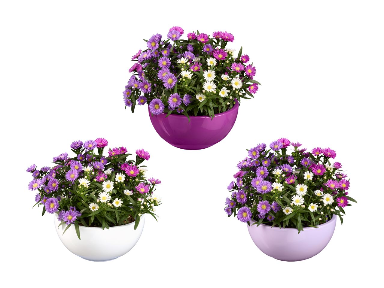 Trois pots de fleurs sphériques contenant des fleurs violettes et blanches.