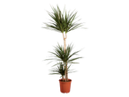 Uma planta Dracaena marginata em um vaso de terracota.