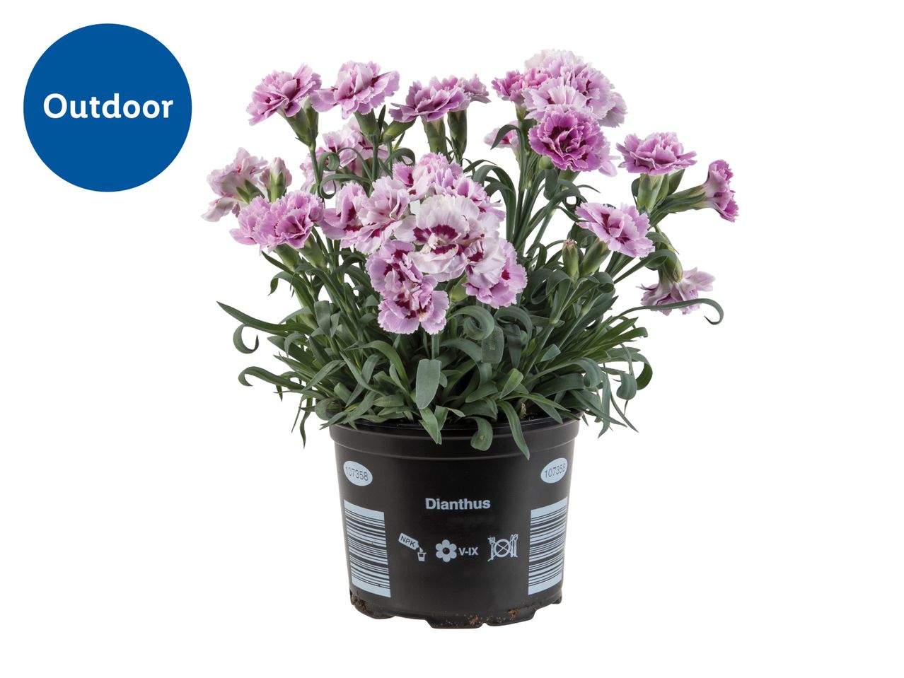 Potted pink Dianthus flowers with an 'Outdoor' label.
