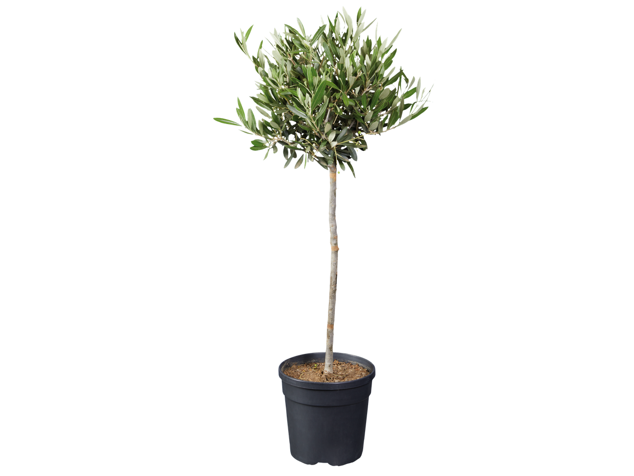 Olijfbomen standaard in pot.