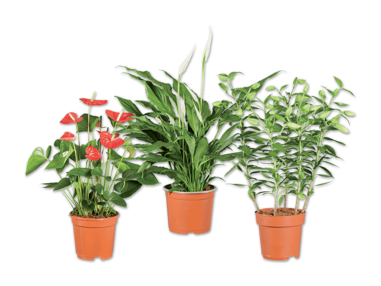 Drei Topfpflanzen: Anthurie mit roten Blüten, Spathiphyllum mit weißen Blüten und Lilienknospen.