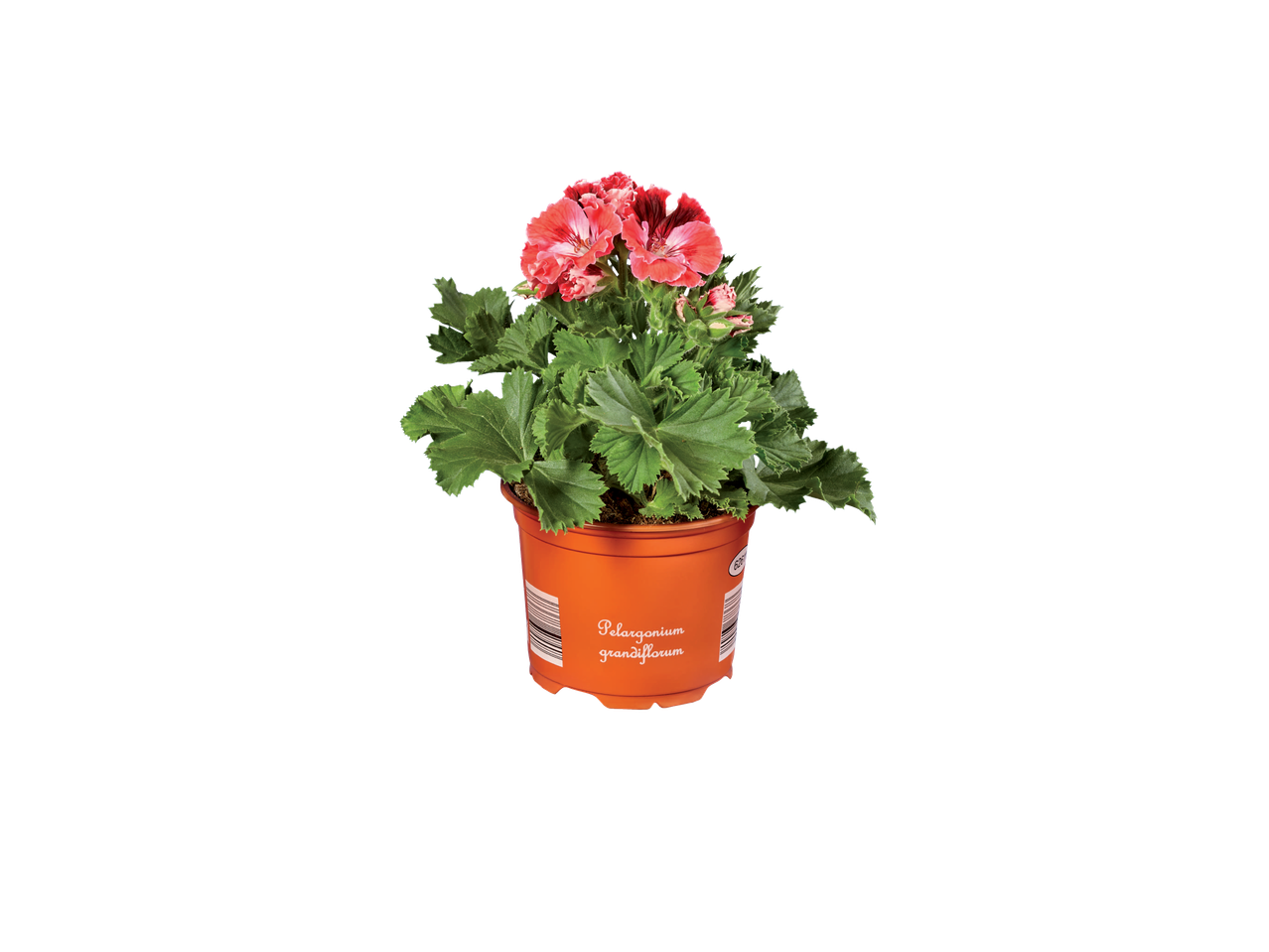 Pelargonium grandiflorum in een oranje pot.
