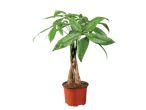 Planta de Pachira aquatica em vaso marrom.
