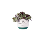 Planta Tradescantia em vaso com formato de rosto sorridente e óculos.