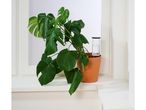 A Monstera deliciosa plant in a terracotta pot with Plant Watering Spikes.