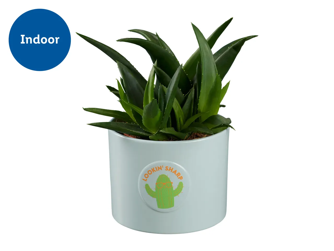 An indoor aloe vera plant in a light blue pot with a 'Lookin' Sharp' cactus sticker.