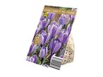 Pack of 12 Crocus 'King of the Striped' flower bulbs