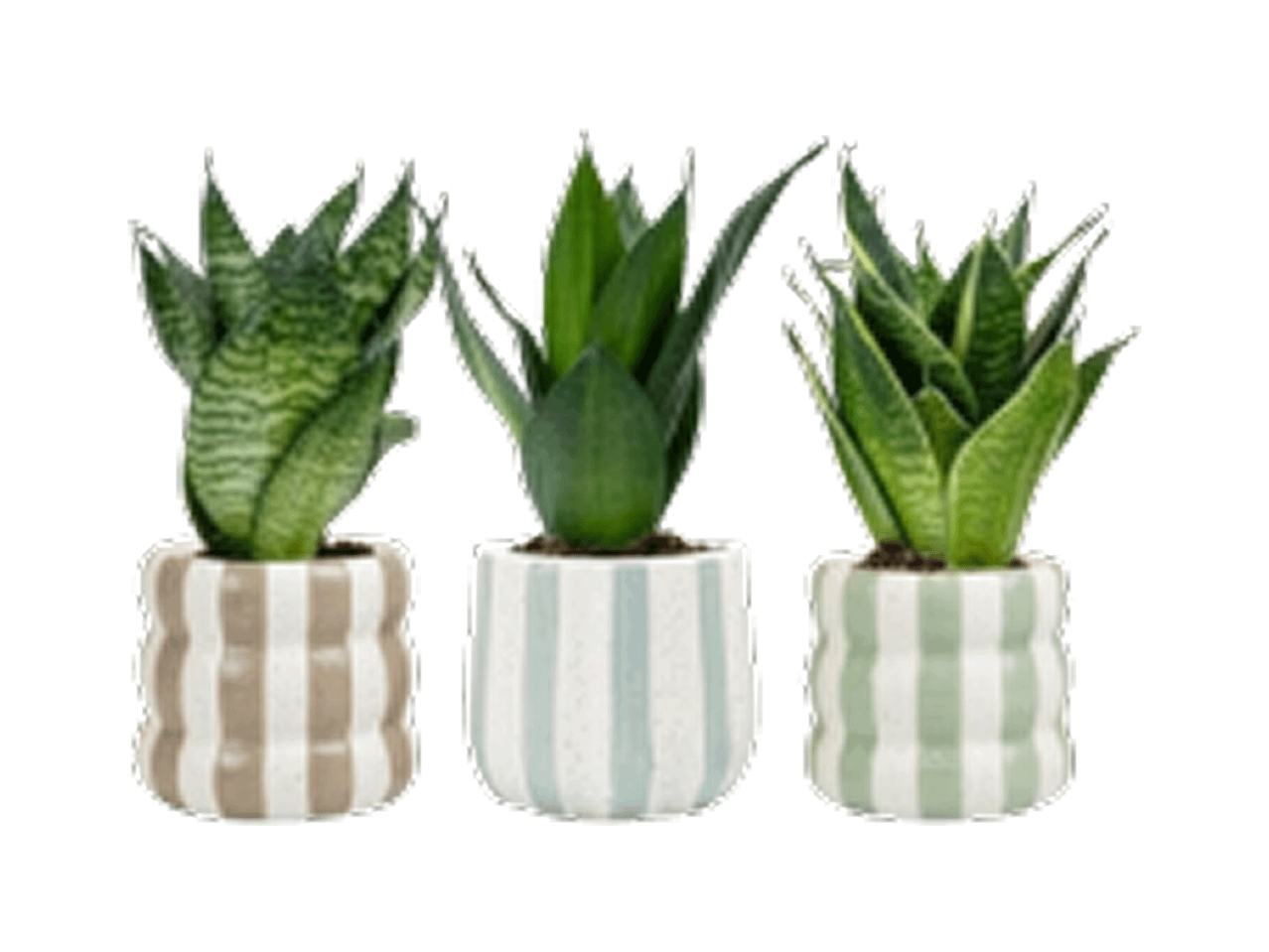 Três plantas de cobra em vasos de cerâmica listrados em tons pastel.