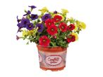 Potted plant with red, yellow, and purple flowers, labeled 'Confetti Garden'