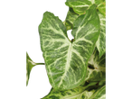 Folhas verdes variegadas, plantas de interior.