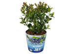 Mini bosbessenstruik in pot met '100% BIO BLUEBERRY BY JOE' etiket