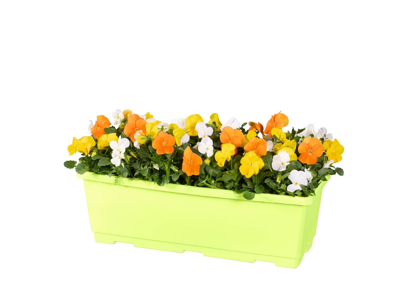 Jardinière de pensées